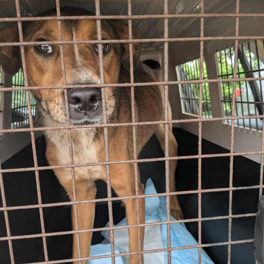 Enlarge Vesper, a Adoptable Mixed Breed in San Antonio, TX image 4/6