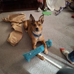 Enlarge Vesper, a Adoptable Mixed Breed in San Antonio, TX image 5/6