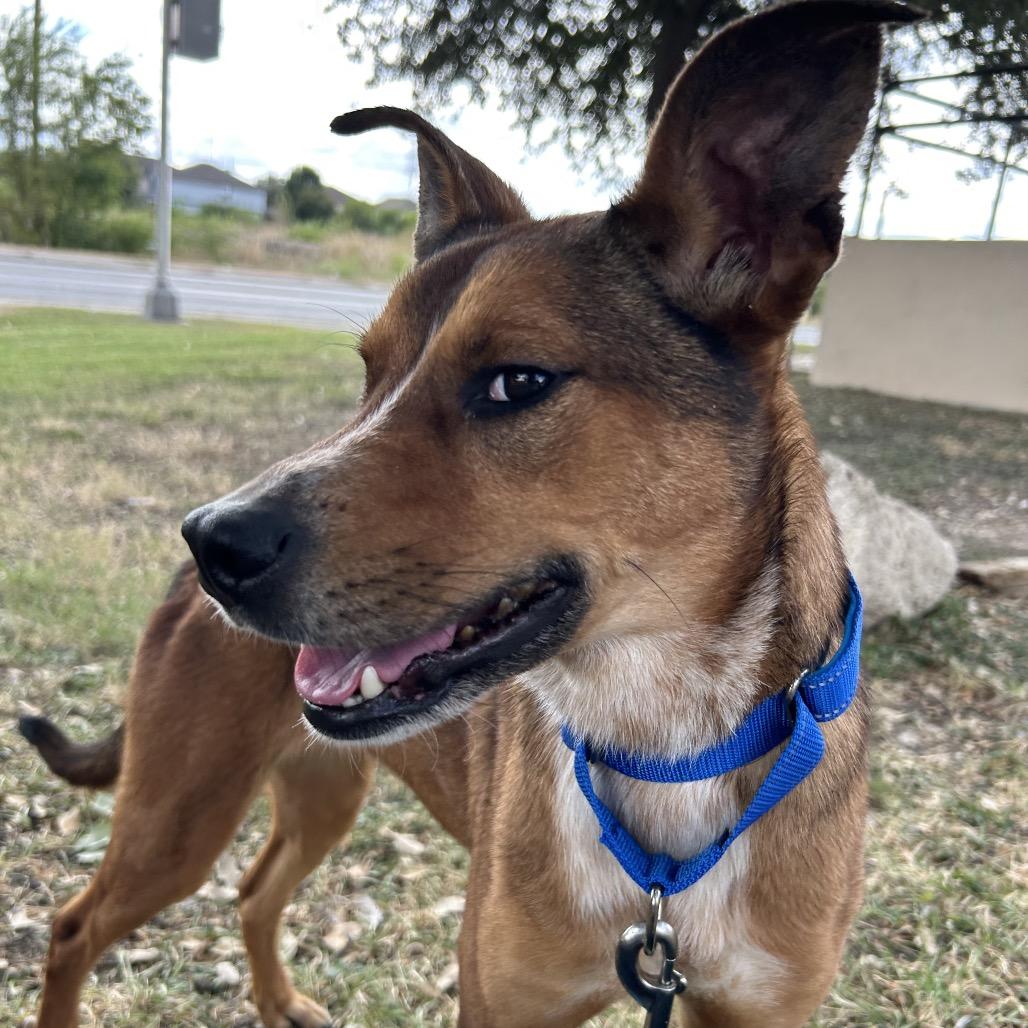 Enlarge Vesper, a Adoptable Mixed Breed in San Antonio, TX image 6/6