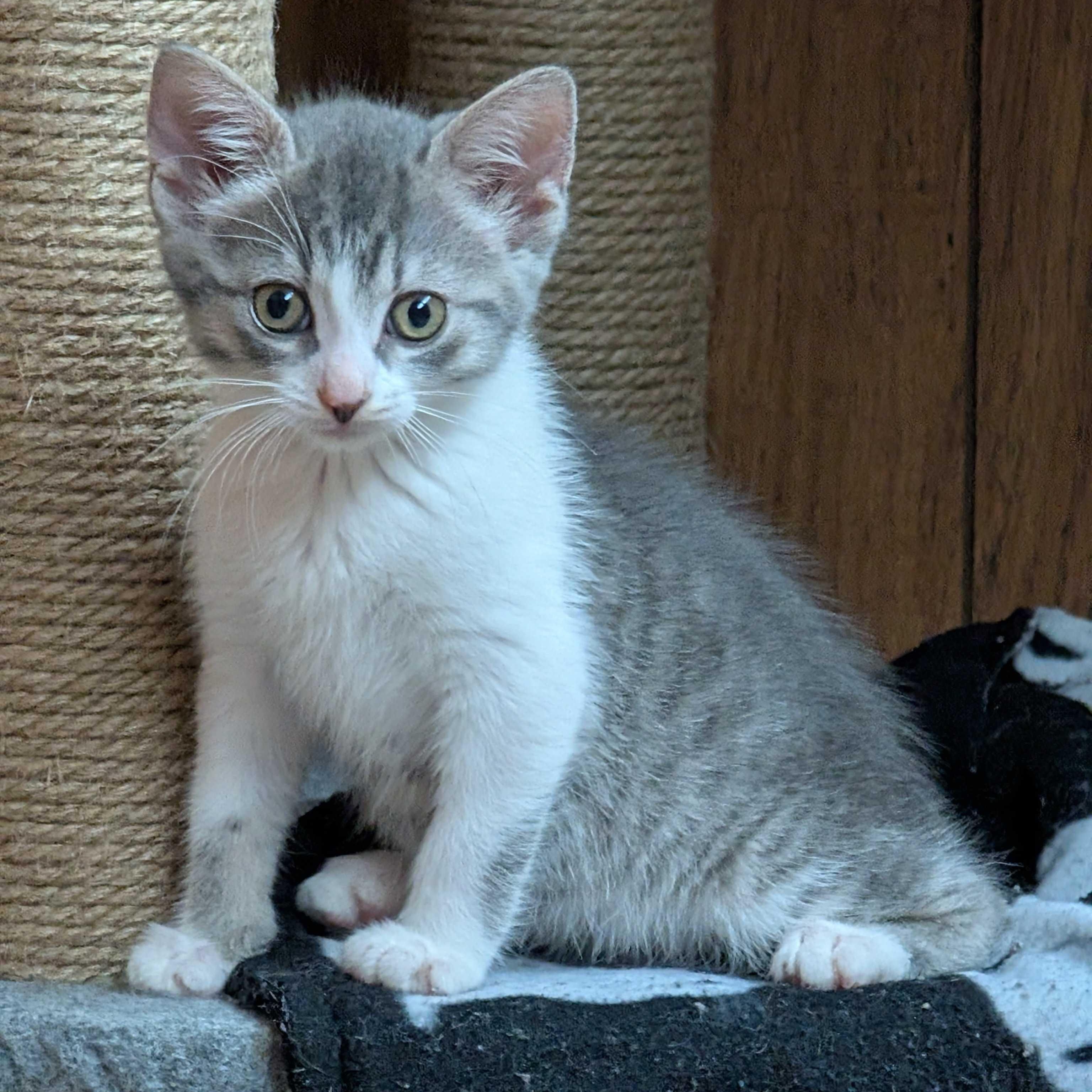 Violet, a Adoptable mixed breed in East Amherst, NY image 2/6