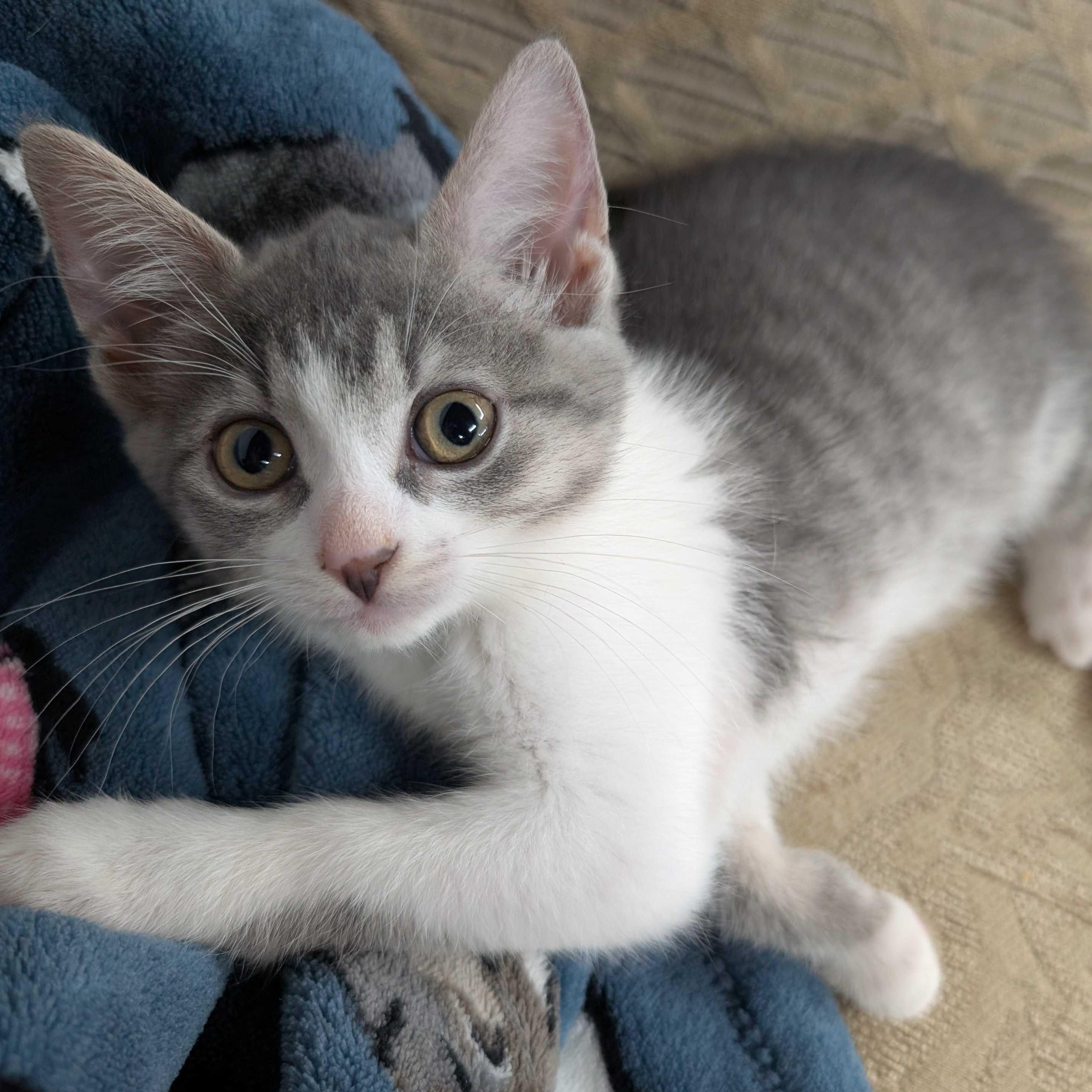 Violet, a Adoptable mixed breed in East Amherst, NY image 4/6