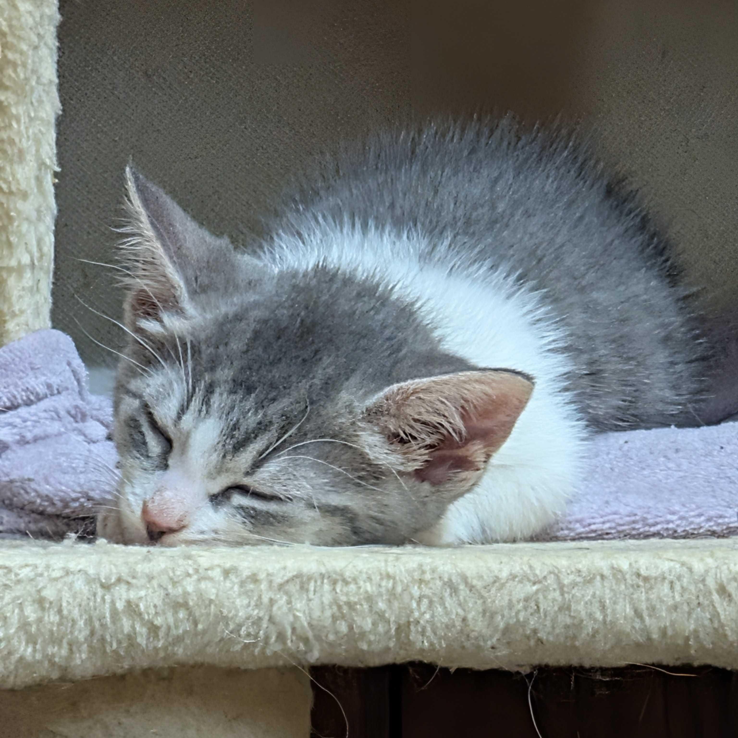 Violet, a Adoptable mixed breed in East Amherst, NY image 6/6
