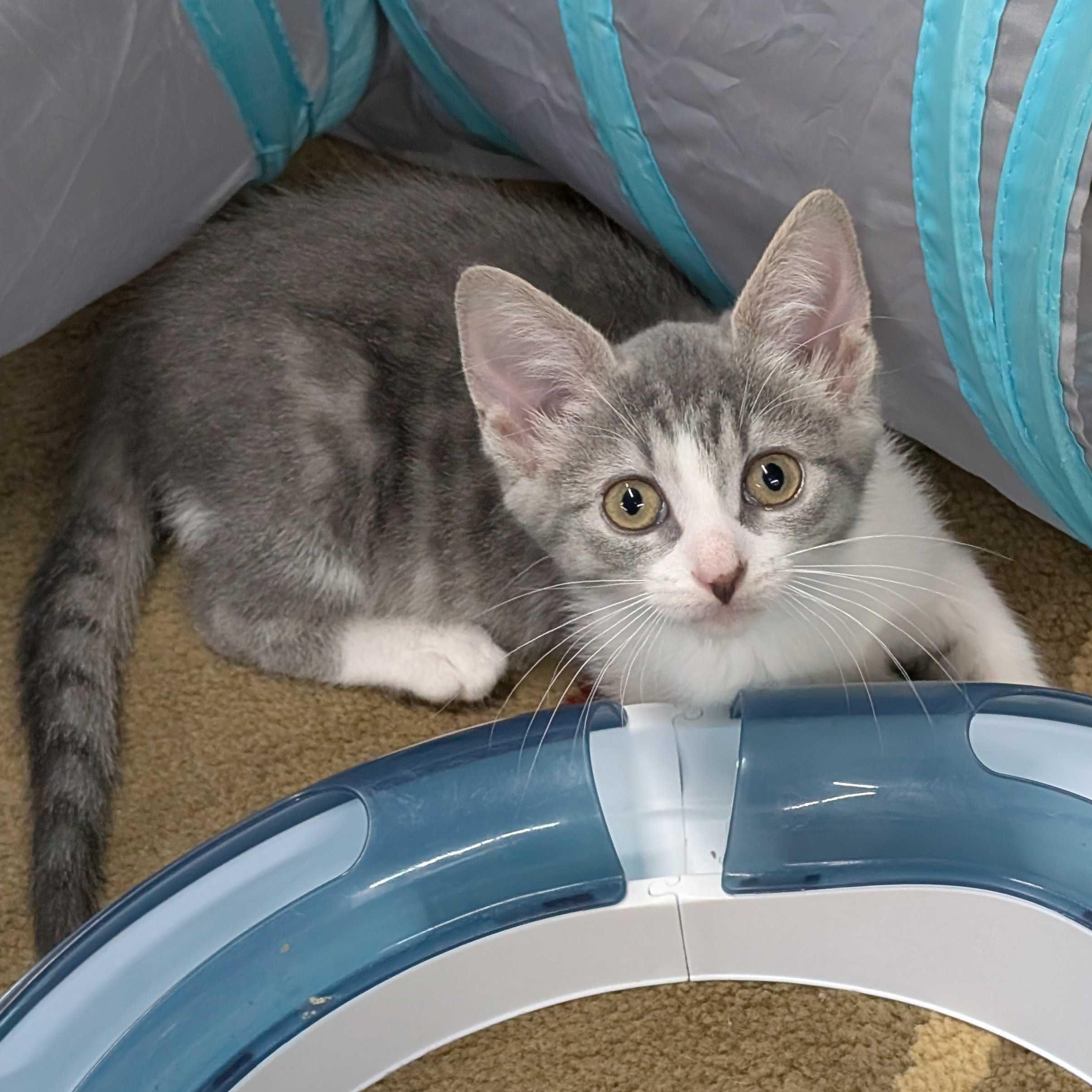 Violet, a Adoptable mixed breed in East Amherst, NY image 3/6