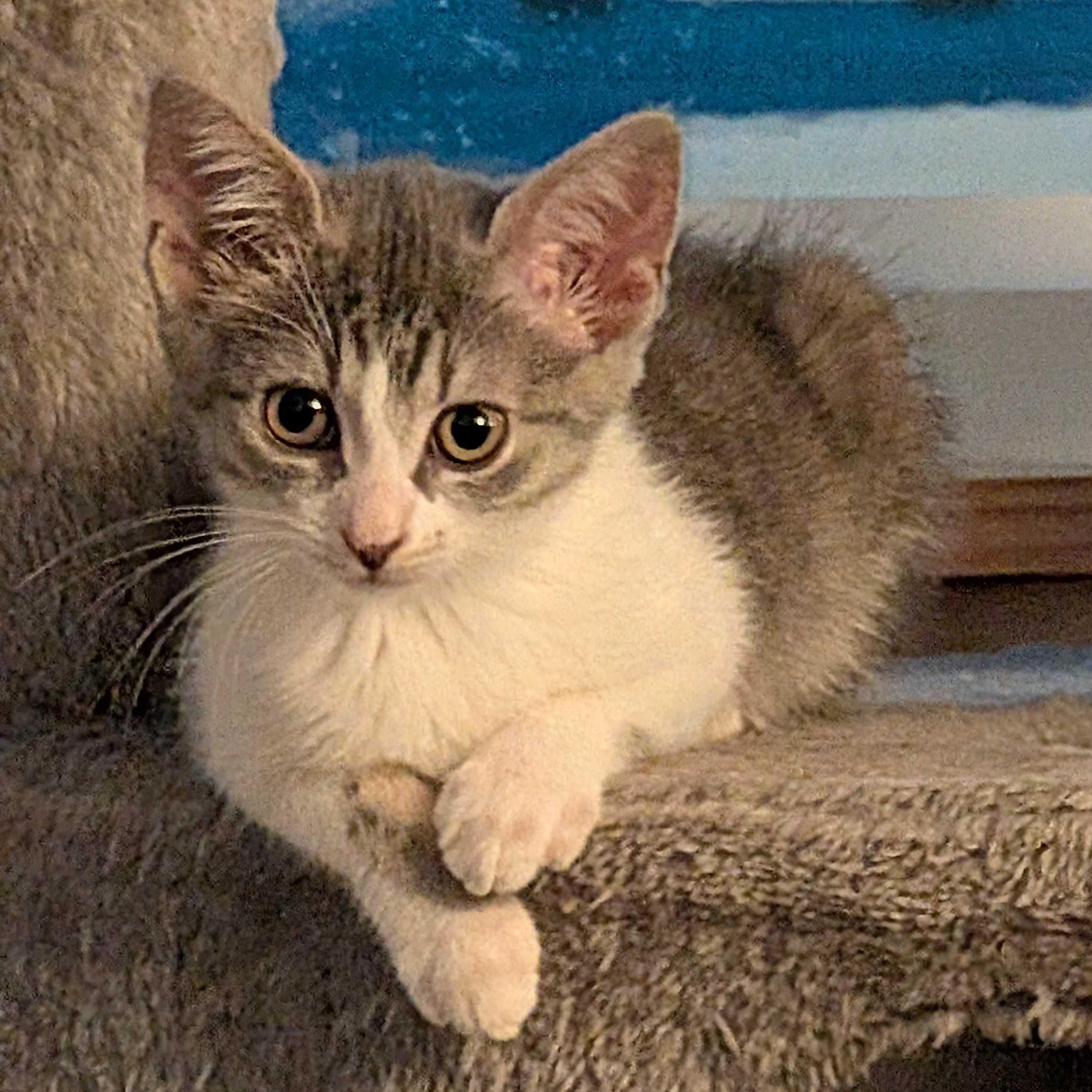 Violet, Adoptable, Kitten Female Tabby & Domestic Short Hair.