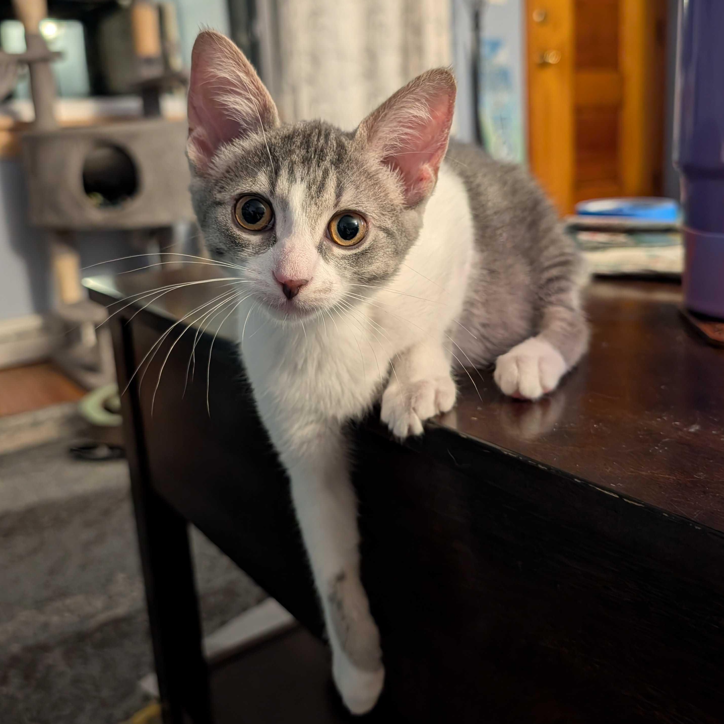 Violet, Adoptable, Kitten Female Tabby & Domestic Short Hair.