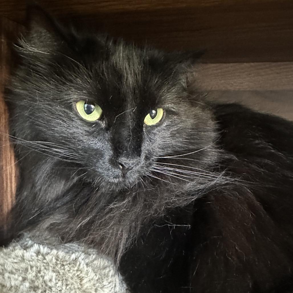 Moon, Adoptable, Adult Female Domestic Long Hair.