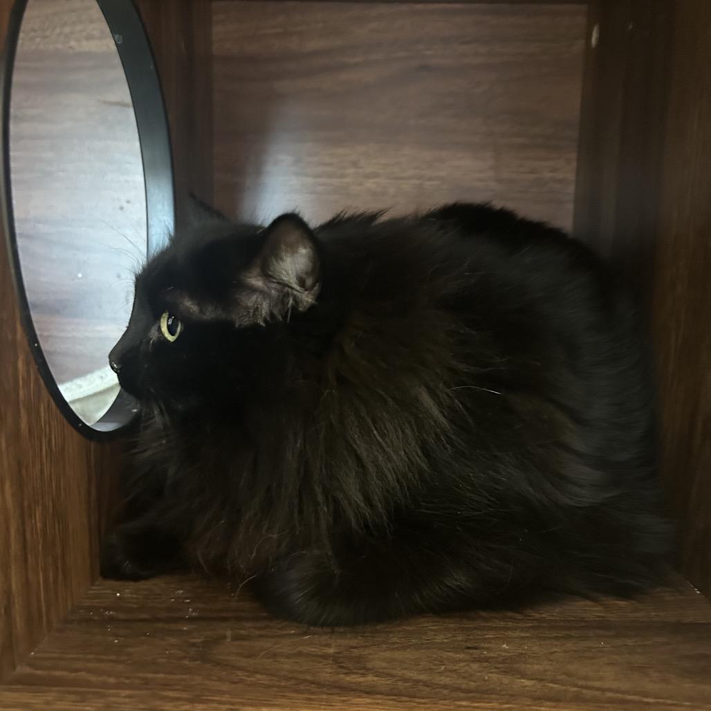 Enlarge Moon, a Adoptable Domestic Long Hair in Park City, UT image 1/2