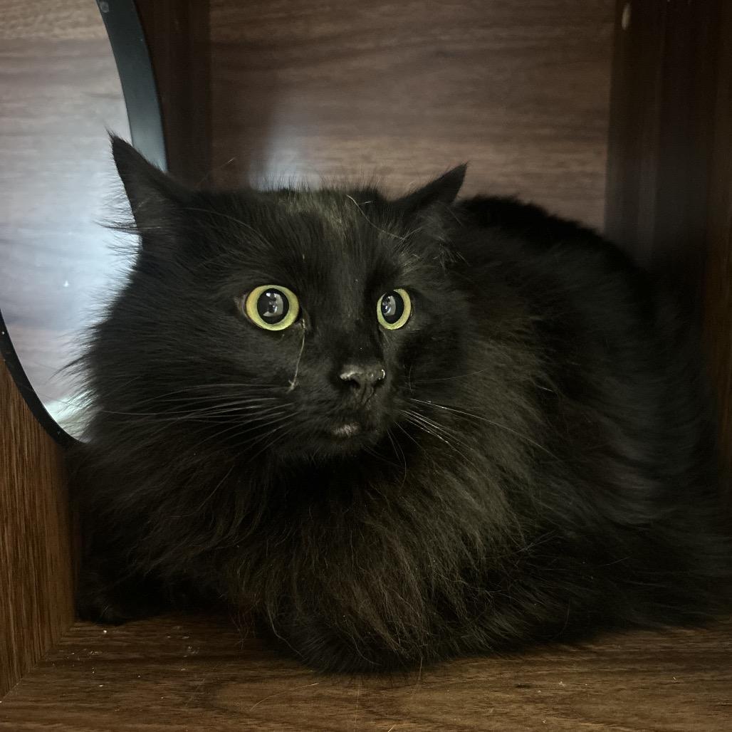 Enlarge Moon, a Adoptable Domestic Long Hair in Park City, UT image 2/2