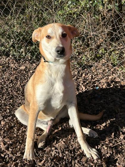 Wiley, a Adoptable mixed breed in Moultrie, GA image 1/2
