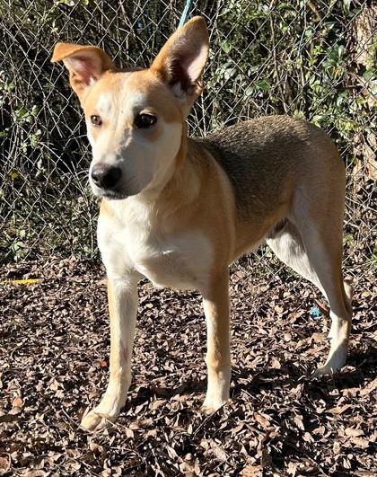 Wiley, a Adoptable mixed breed in Moultrie, GA image 2/2