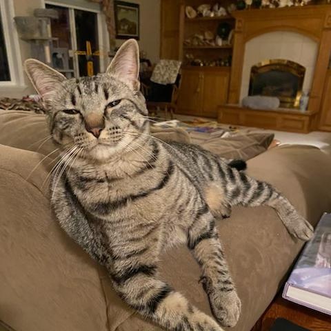 ASH, a ADOPTABLE mixed breed in Harrisville, UT image 1/4