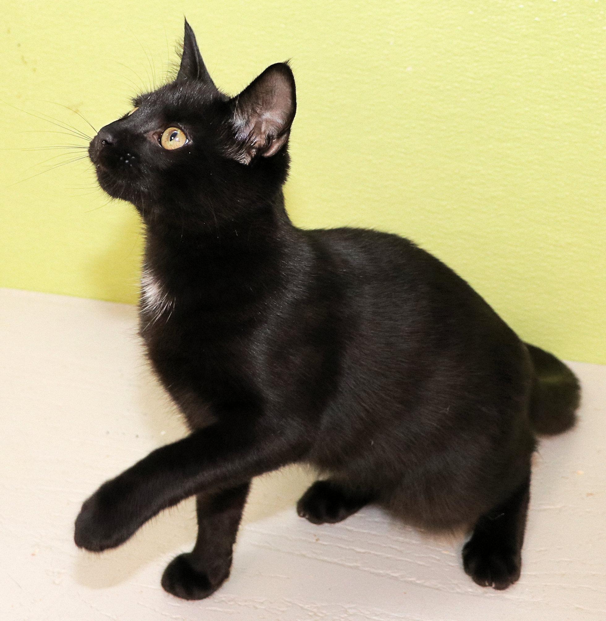 Sesame, an adopted Domestic Short Hair in Cincinnati, OH image 2/3