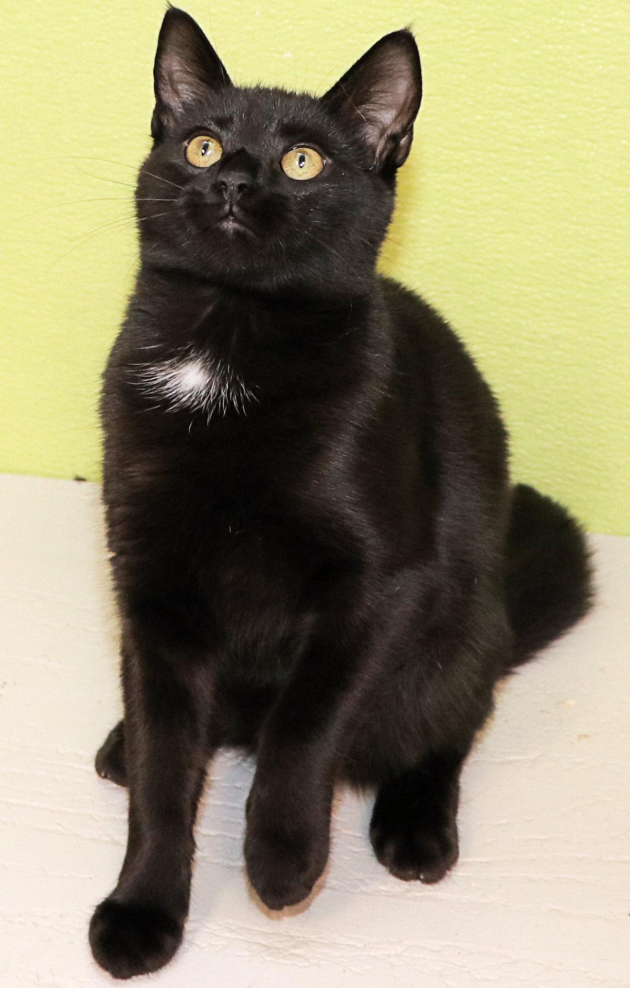 Sesame, an adopted Domestic Short Hair in Cincinnati, OH image 3/3