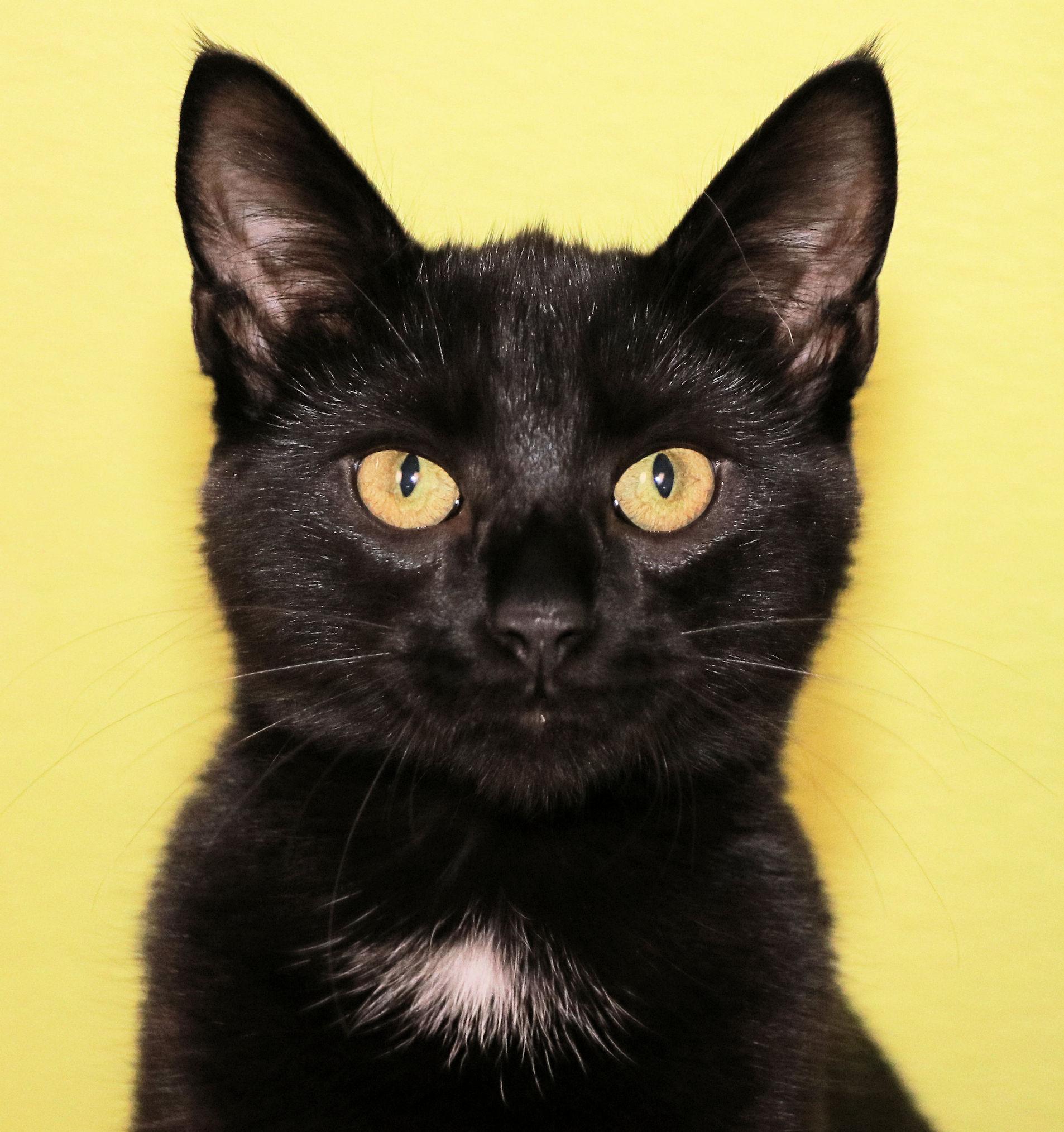 Sesame, adopted, Kitten Male Domestic Short Hair.