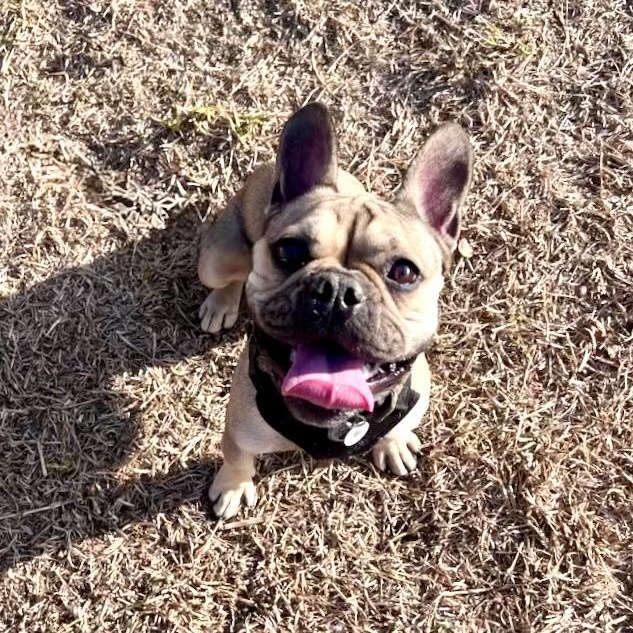Asher- the sable Frenchie