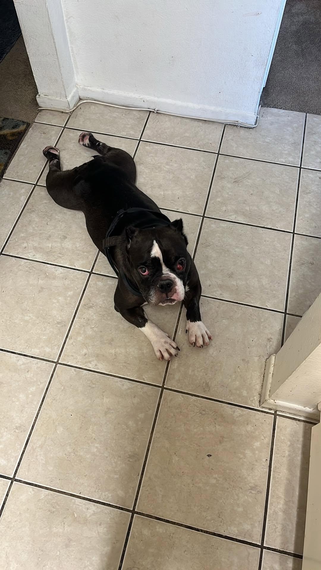 Enlarge Olivia, a Adoptable Pit Bull Terrier in Arlee, MT image 2/5