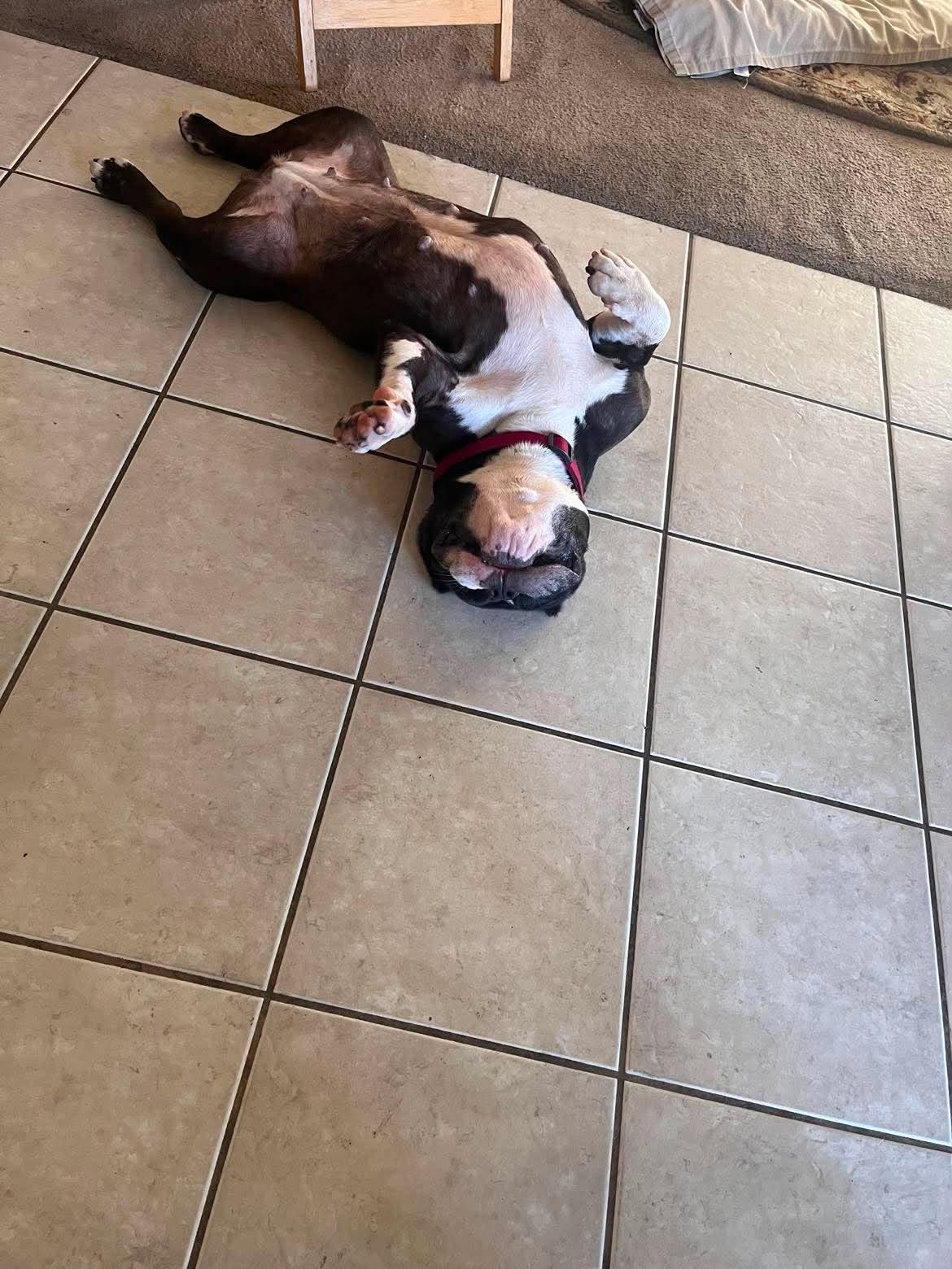 Enlarge Olivia, a Adoptable Pit Bull Terrier in Arlee, MT image 4/5