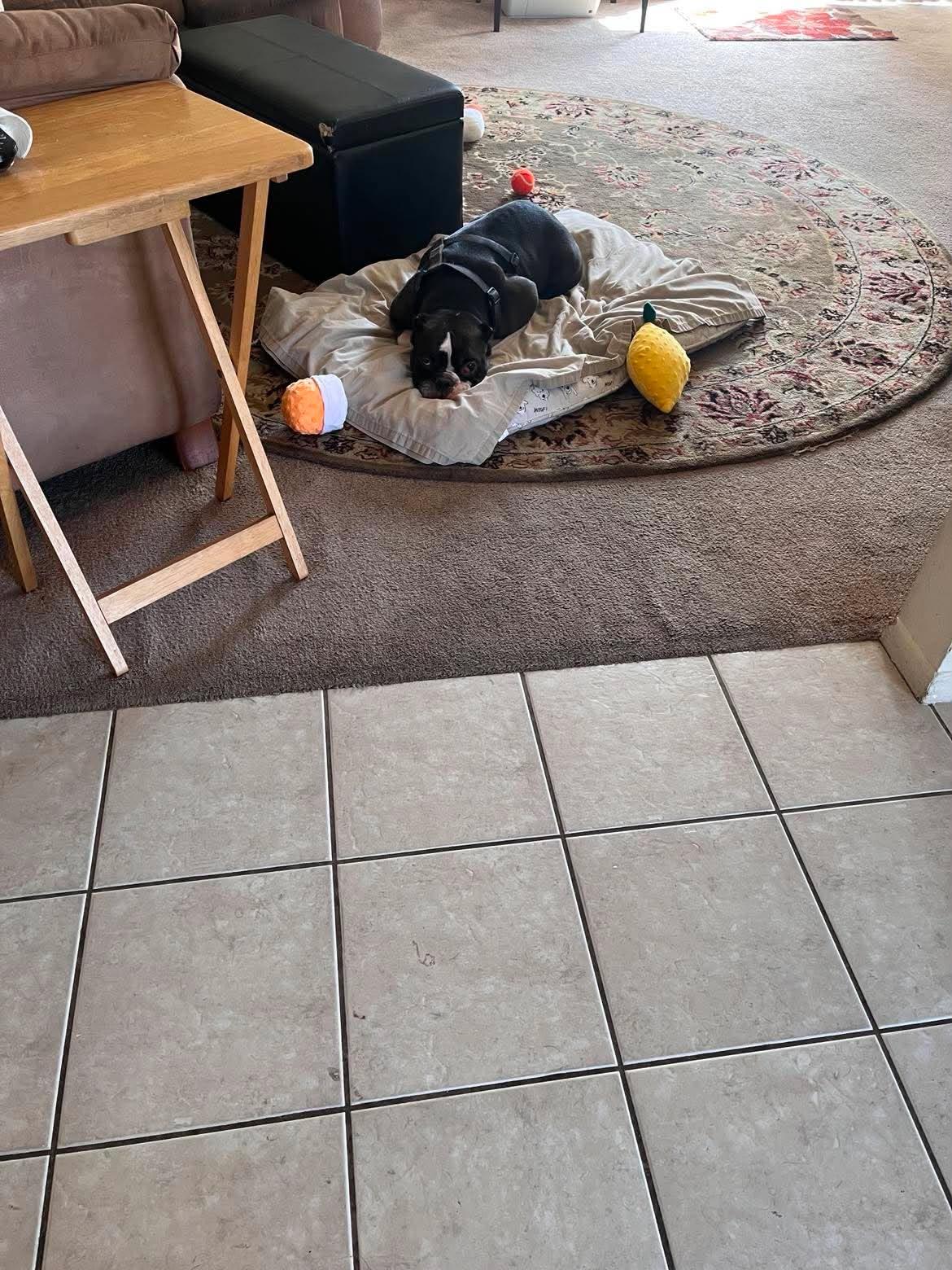 Enlarge Olivia, a Adoptable Pit Bull Terrier in Arlee, MT image 5/5