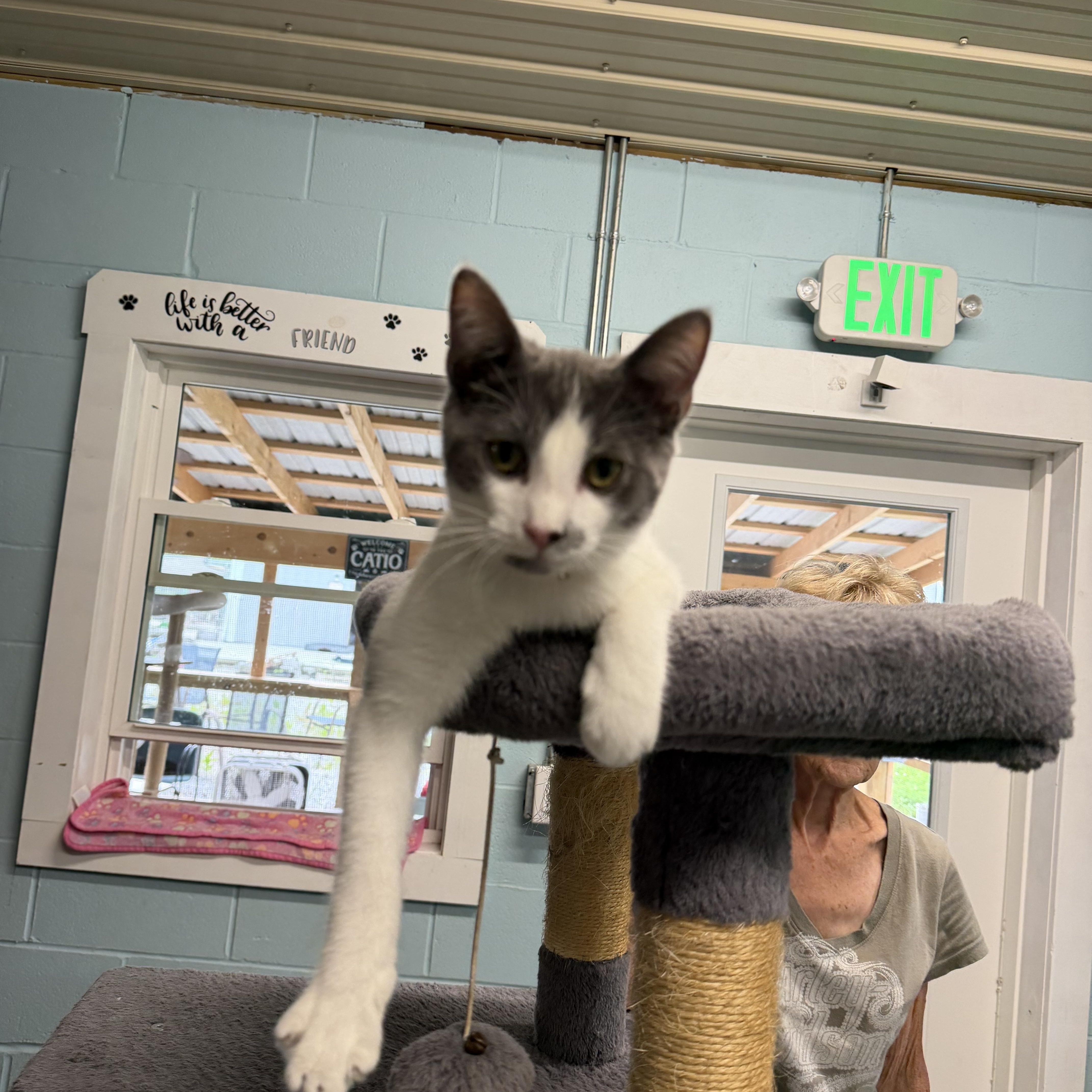 Jerry, an adopted Domestic Short Hair in Warren, OH image 1/4
