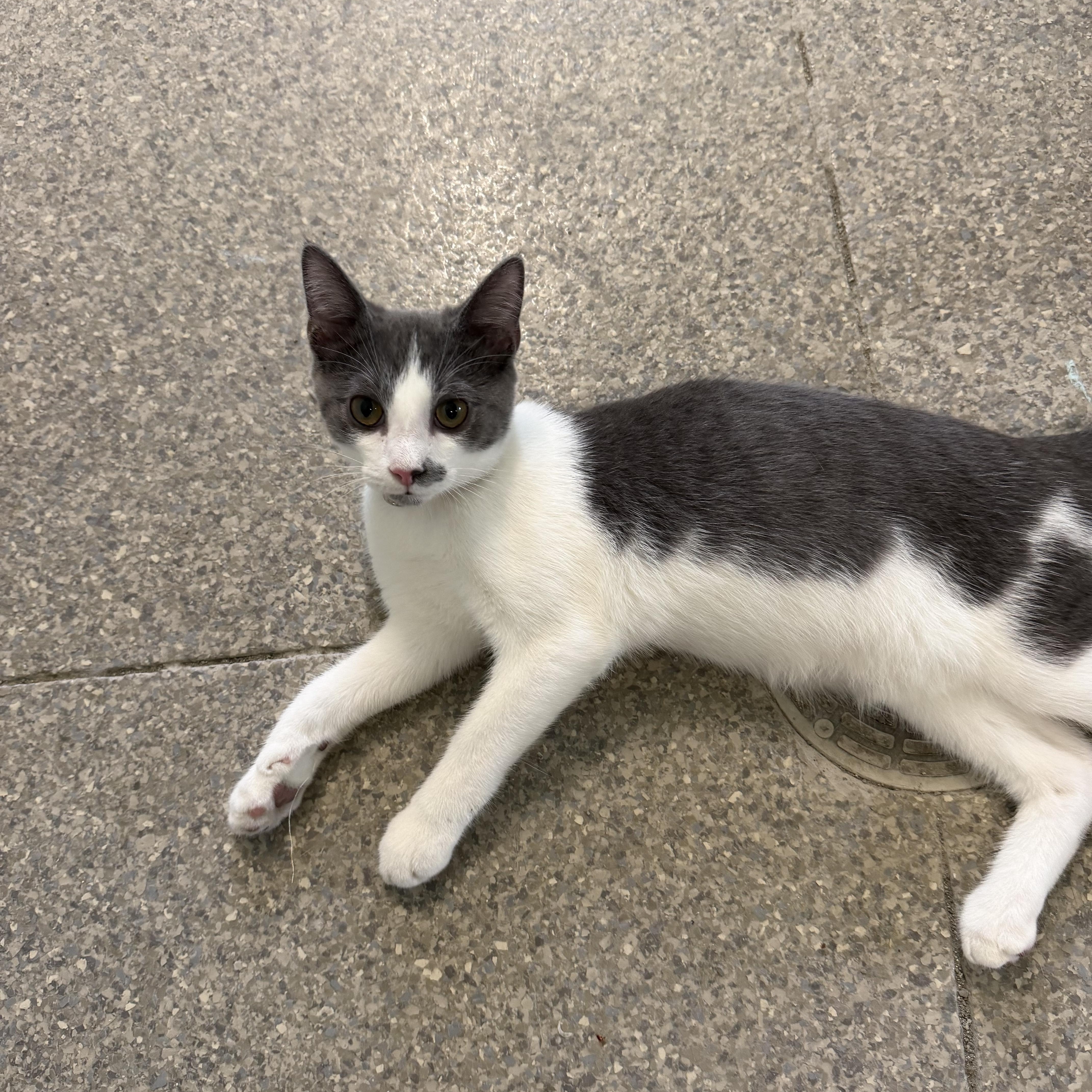 Jerry, an adopted Domestic Short Hair in Warren, OH image 3/4