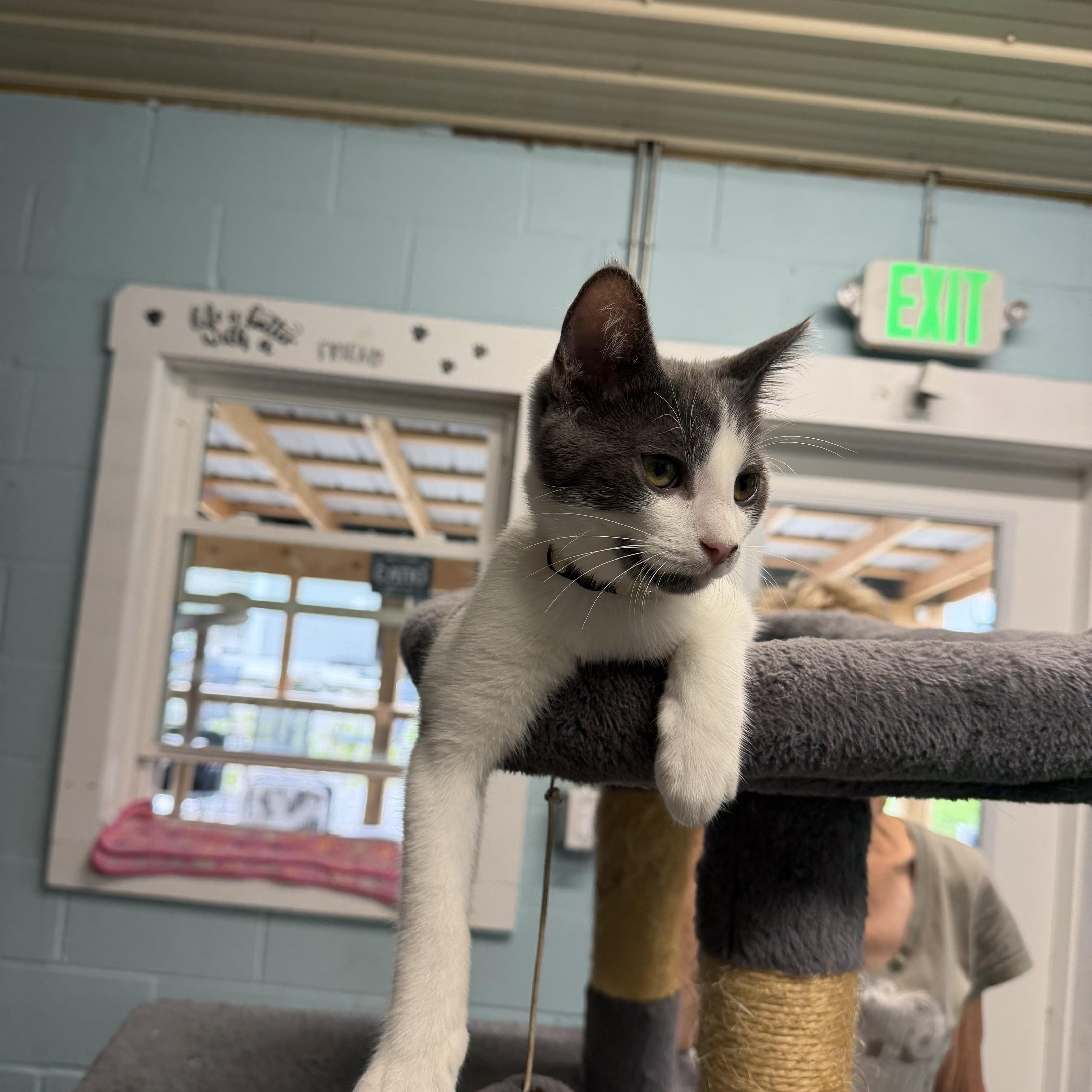 Jerry, an adopted Domestic Short Hair in Warren, OH image 4/4