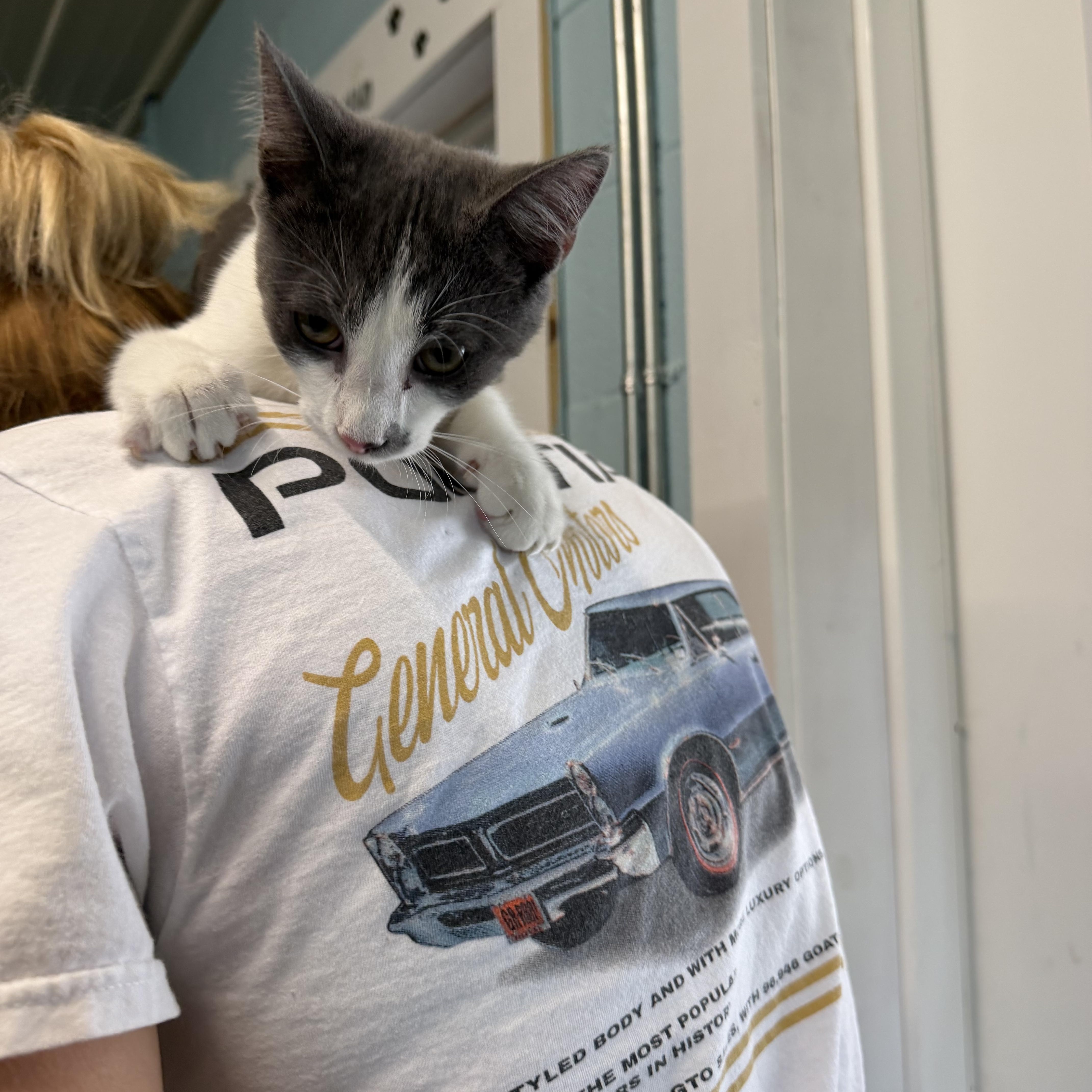 Jerry, an adopted Domestic Short Hair in Warren, OH image 2/4