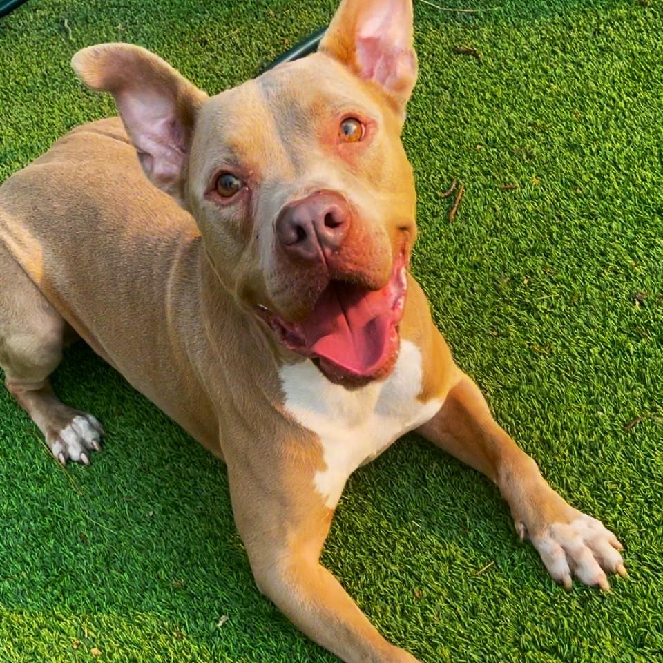 Finn-Just wants to be loved, a Adoptable mixed breed in San Diego, CA image 1/6