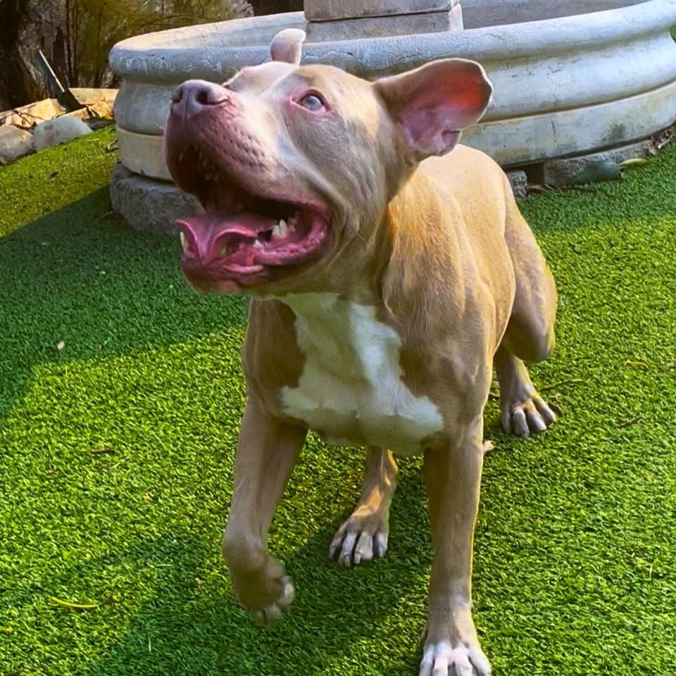 Finn-Just wants to be loved, a Adoptable mixed breed in San Diego, CA image 4/6