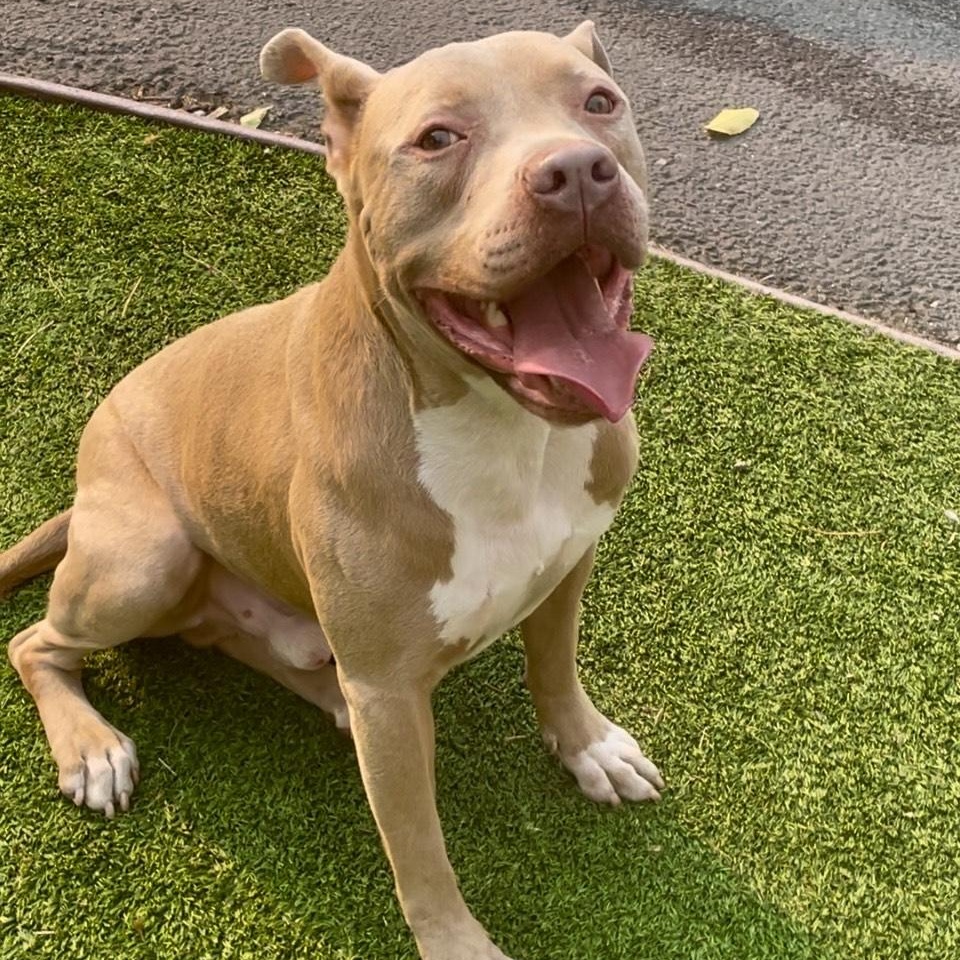 Finn-Just wants to be loved, a Adoptable mixed breed in San Diego, CA image 5/6