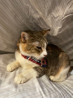 NalaCat, a Adoptable mixed breed in Mesquite, TX image 1/4