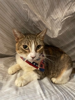 NalaCat, a Adoptable mixed breed in Mesquite, TX image 2/4