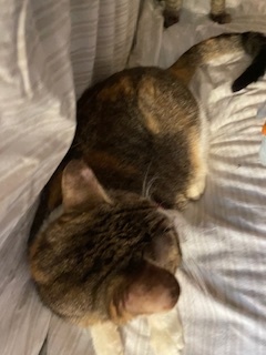 NalaCat, a Adoptable mixed breed in Mesquite, TX image 3/4