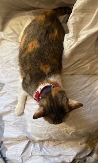 NalaCat, a Adoptable mixed breed in Mesquite, TX image 4/4