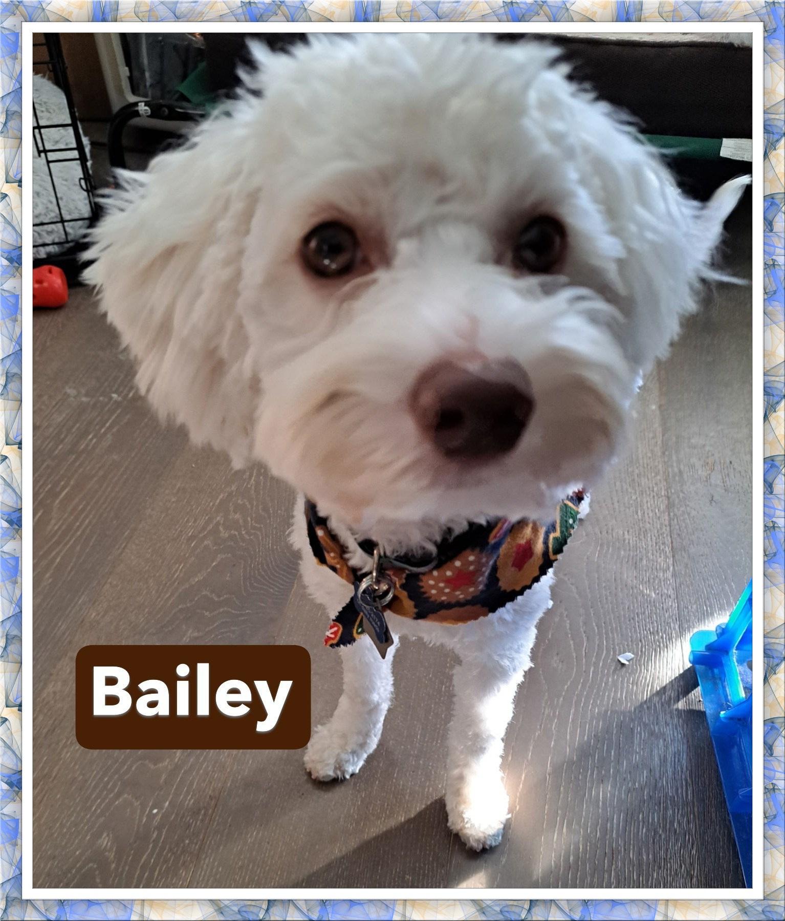 Enlarge Bailey - NTX, a Adoptable mixed breed in Tulsa, OK image 3/3