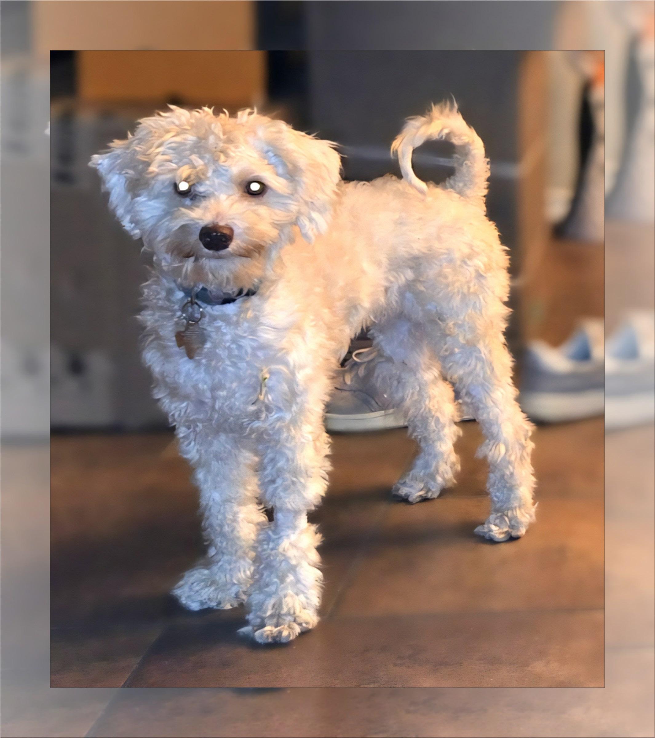 Bailey - C.TX, a Adoptable mixed breed in Round Rock, TX image 1/2