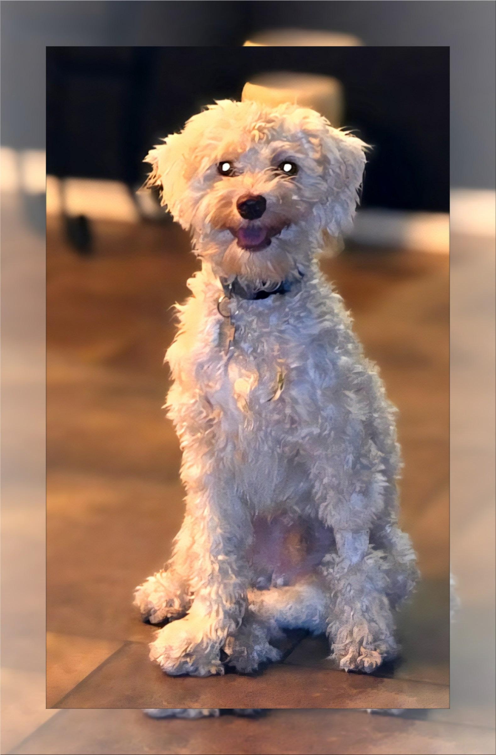 Bailey - C.TX, a Adoptable mixed breed in Round Rock, TX image 2/2