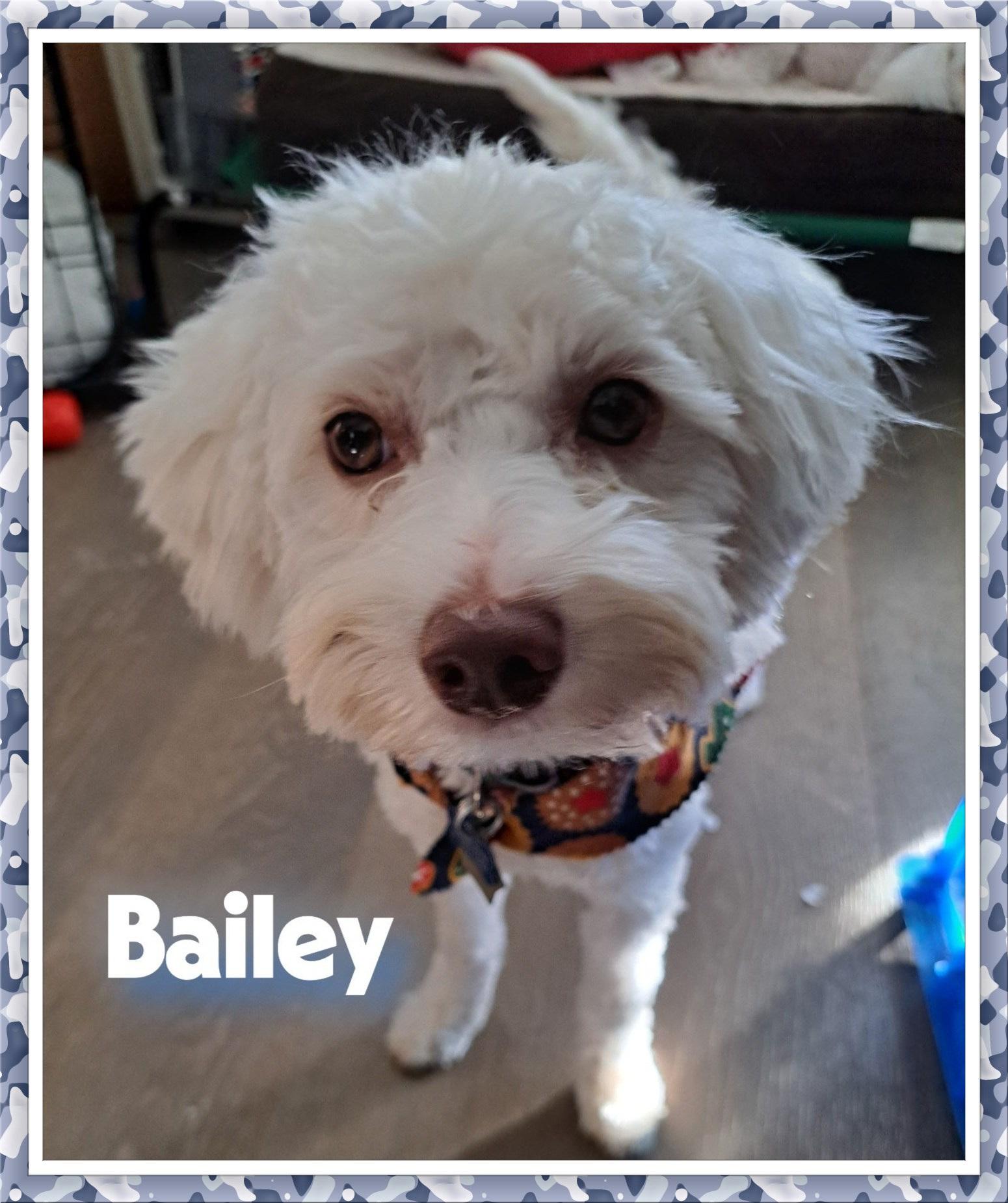 Bailey - NTX, Adoptable, Young Male Bichon Frise.