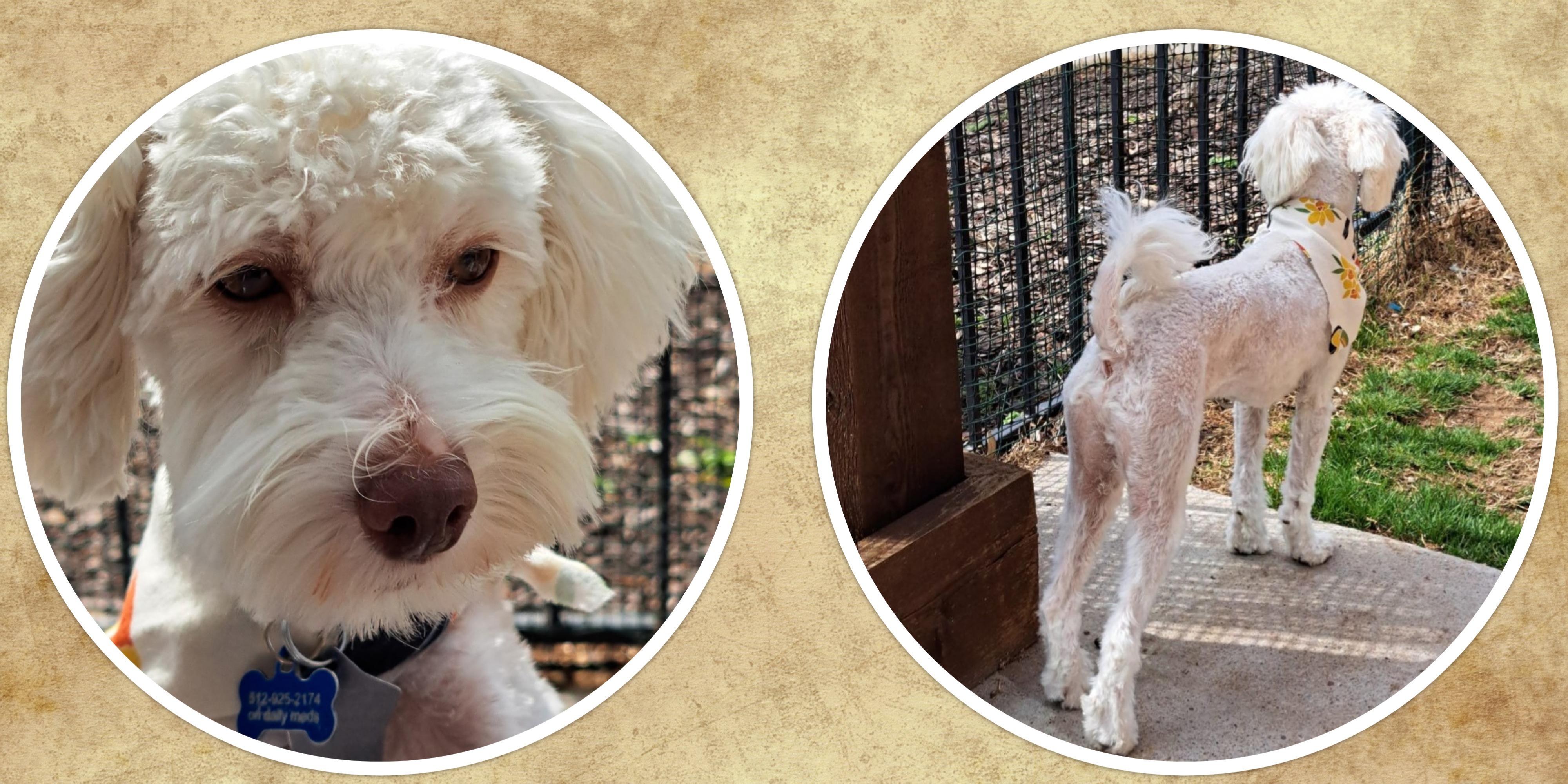 Bailey - NTX, a Adoptable mixed breed in Dallas, TX image 1/4