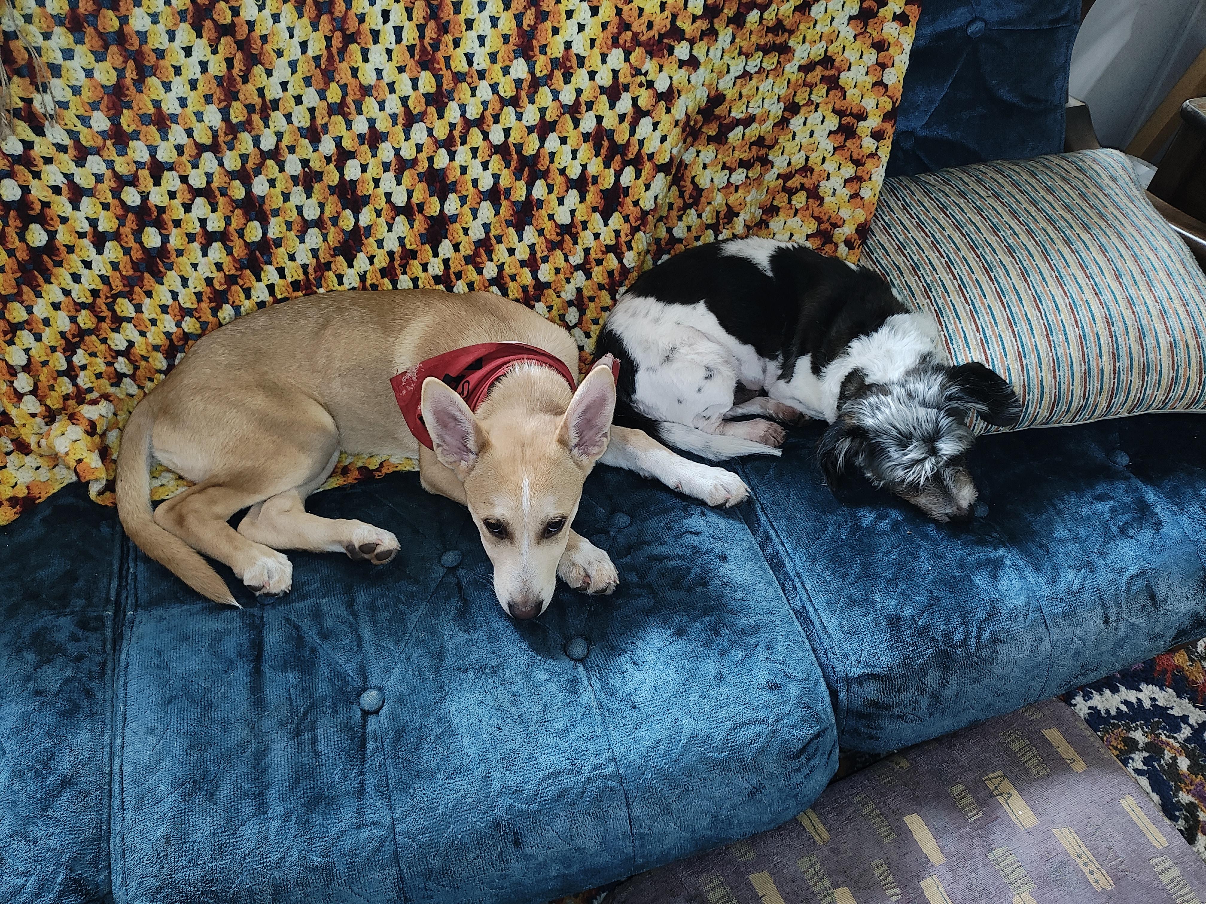 Enlarge Kenny Nugget, a Adopted mixed breed in Shelbyville, TN image 3/6