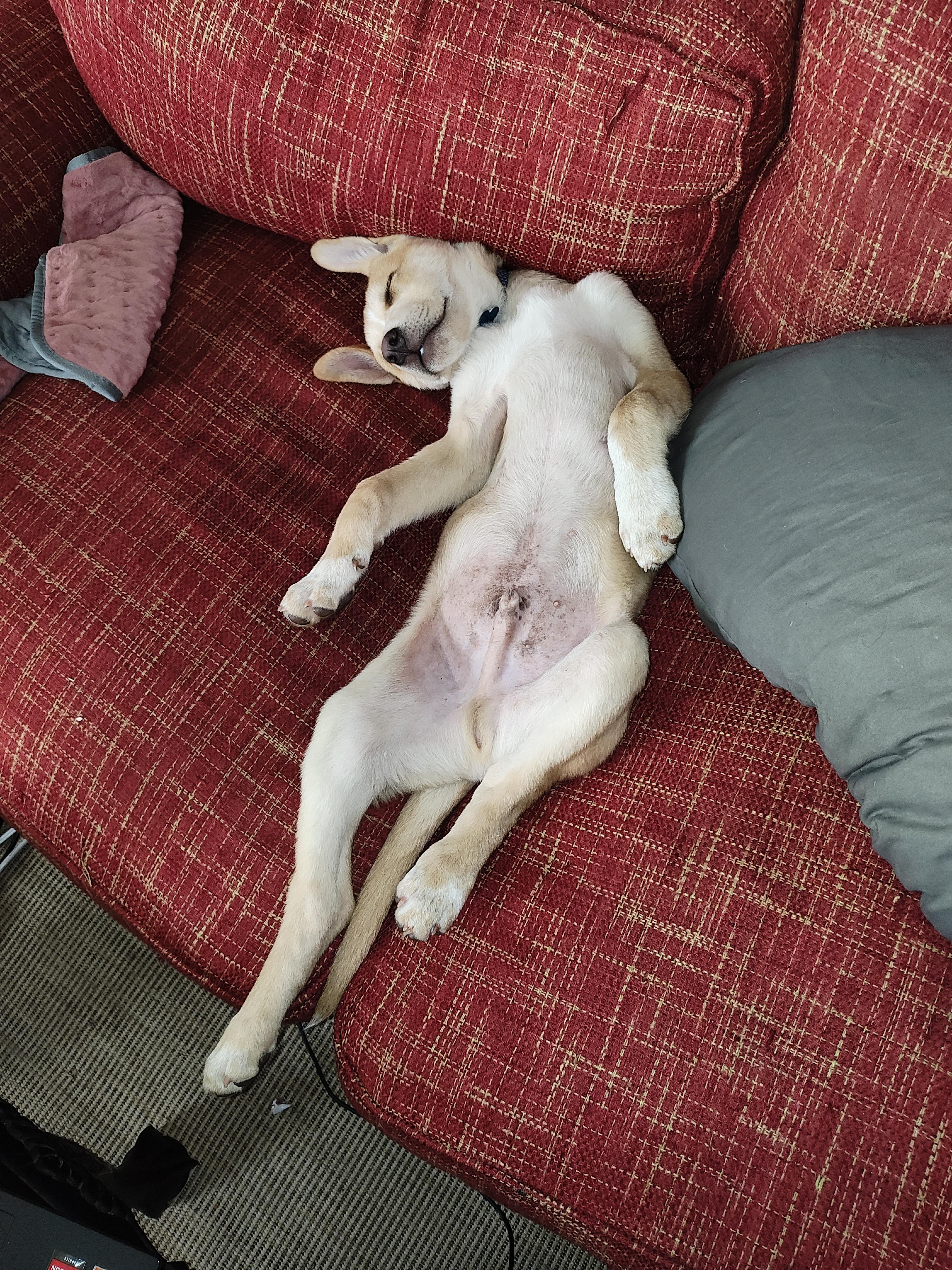 Enlarge Kenny Nugget, a Adopted mixed breed in Shelbyville, TN image 4/6