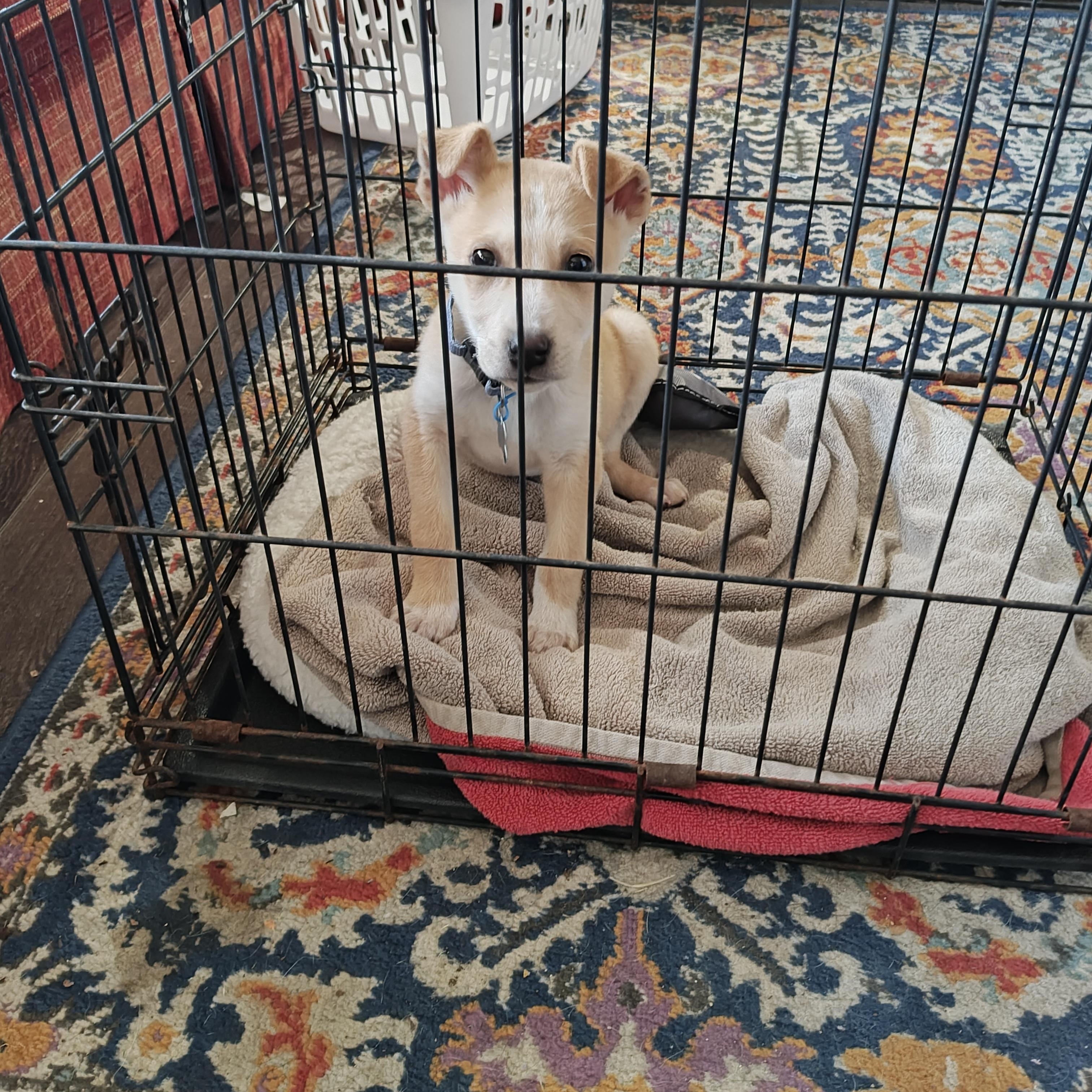 Enlarge Kenny Nugget, a Adopted mixed breed in Shelbyville, TN image 5/6