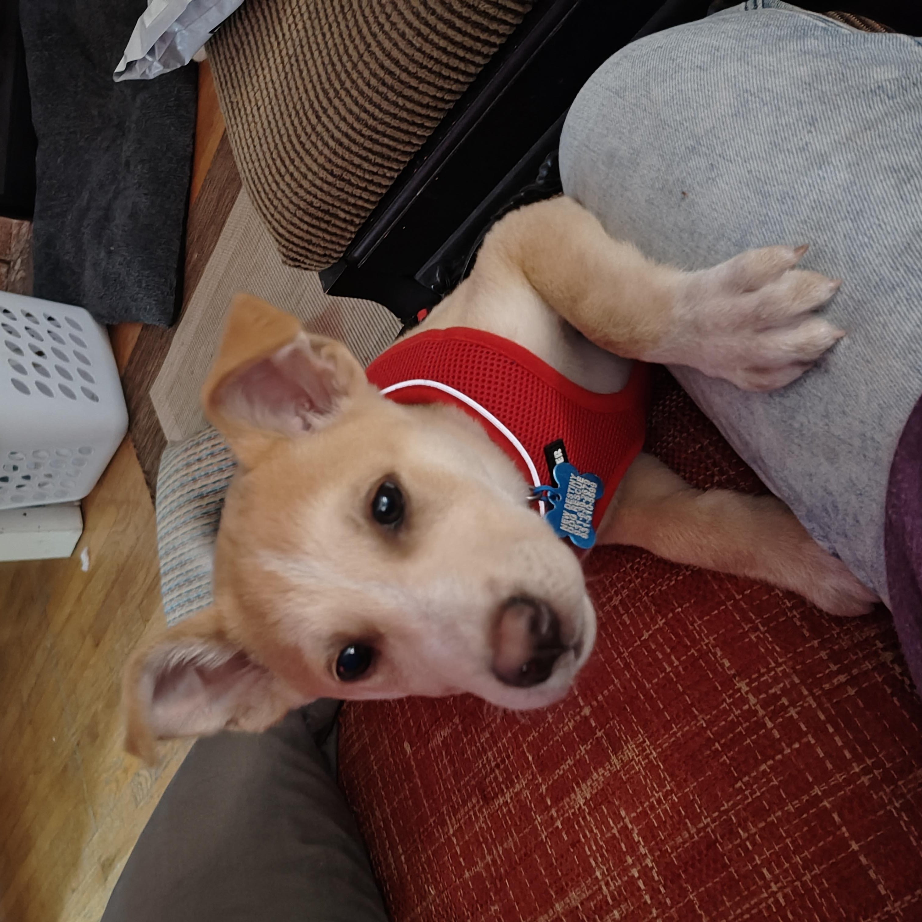 Enlarge Kenny Nugget, a Adopted mixed breed in Shelbyville, TN image 6/6