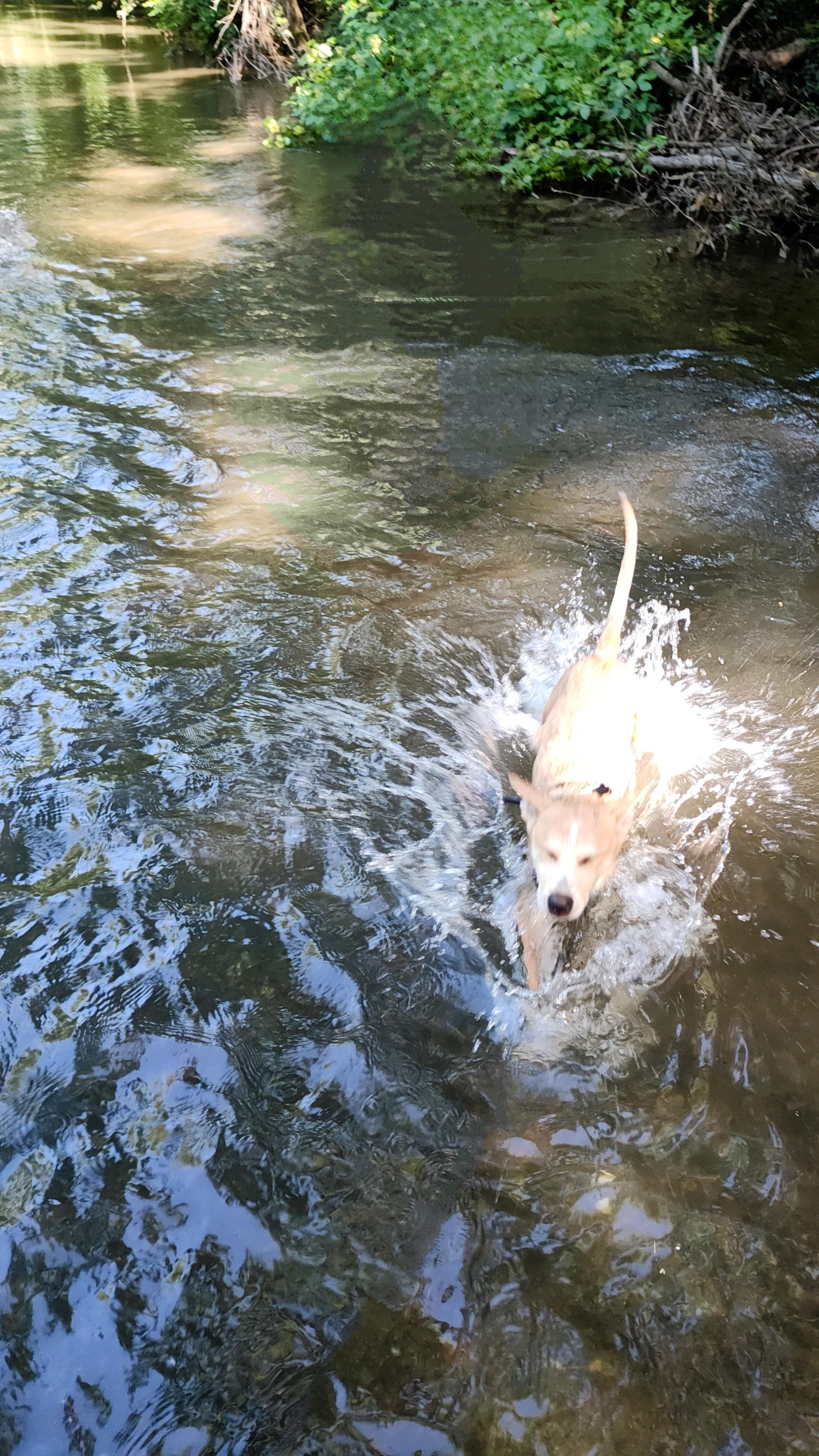 Enlarge Kenny Nugget, a Adopted mixed breed in Shelbyville, TN image 2/6