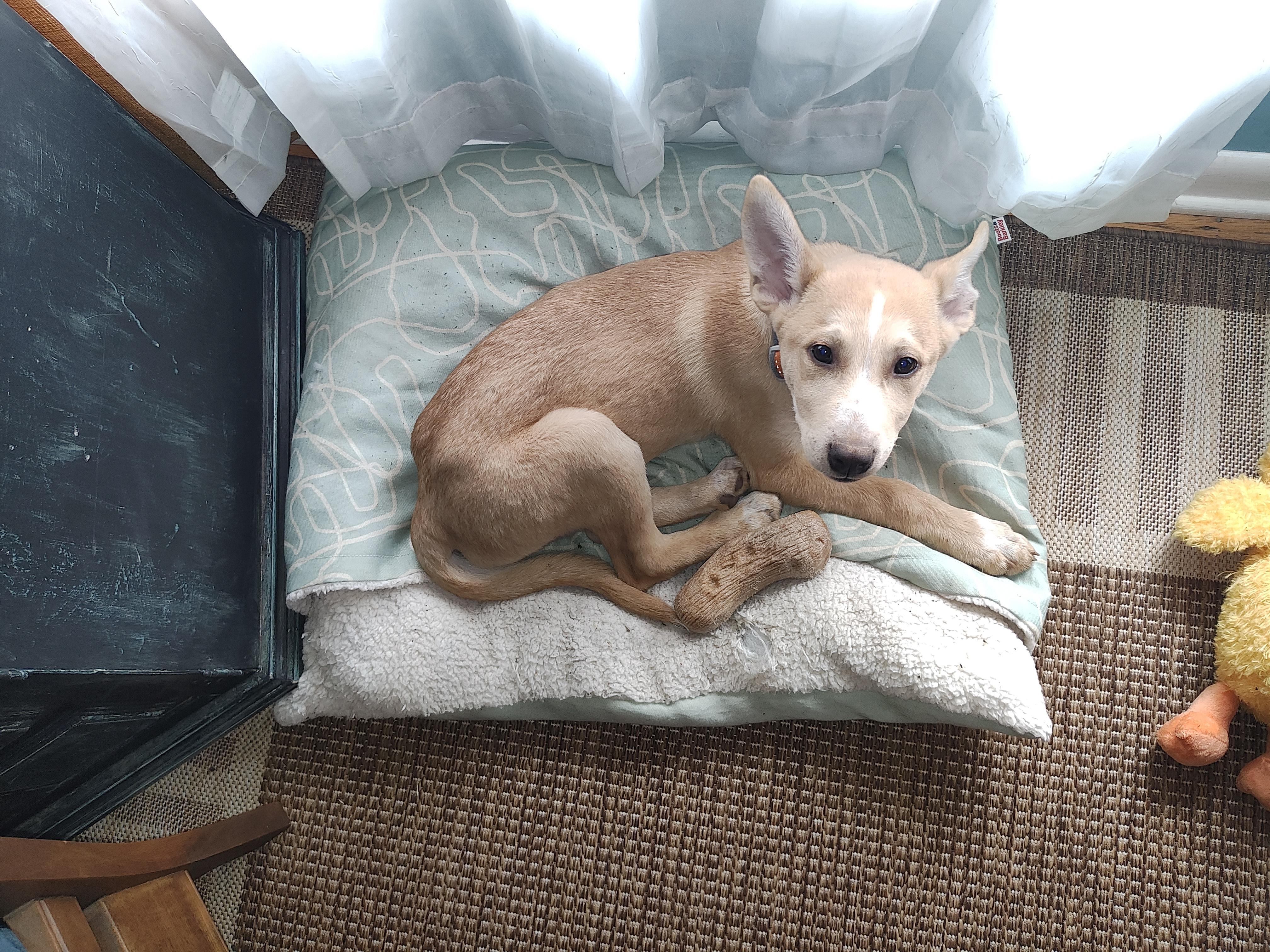 Enlarge Kenny Nugget, a Adopted mixed breed in Shelbyville, TN image 1/6