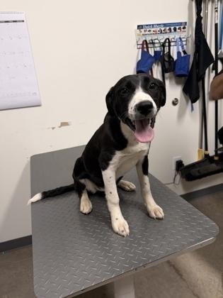 26-145 Oats, Adoptable, Young Female Retriever & Mixed Breed.