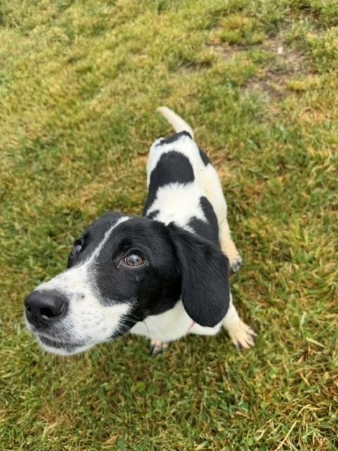 Enlarge Duke, a ADOPTABLE mixed breed in Augusta, WV image 3/3