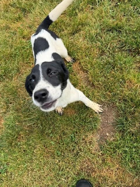 Enlarge Duke, a ADOPTABLE mixed breed in Augusta, WV image 1/3