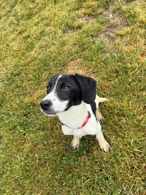 Enlarge Duke, a ADOPTABLE mixed breed in Augusta, WV image 2/3