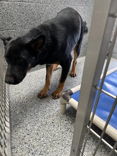 JUDO, Adoptable, Young Male German Shepherd Dog.