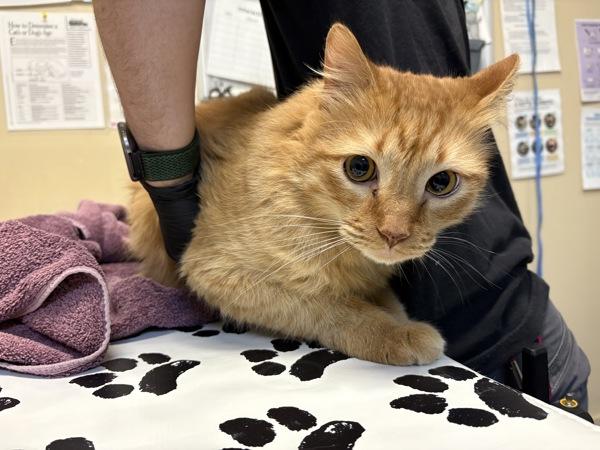 Enlarge Chewie, a Adoptable mixed breed in Oceanside, CA image 1/1